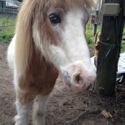 One of the ponies One of the ponies