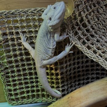 Curious Creatures - My Dragon....Arcticus. Did not get him here* - Pet Boarding Near Me - Chicago, Illinois