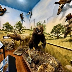 The Natural History Museum