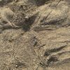 Idle Isle Beach Park gift card