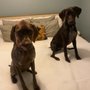 Sophie’s One Day Dog Training