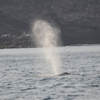 Iceberg Quest Ocean Tours - Tours Near Me - St John's, Newfoundland and Labrador Iceberg Quest Ocean Tours - Tours Near Me - St John's, Newfoundland and Labrador