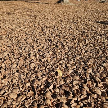 Emerald Lakes Golf Course - Crushed walnut shells - Golf Near Me - Elk Grove, California Emerald Lakes Golf Course - Crushed walnut shells - Golf Near Me - Elk Grove, California