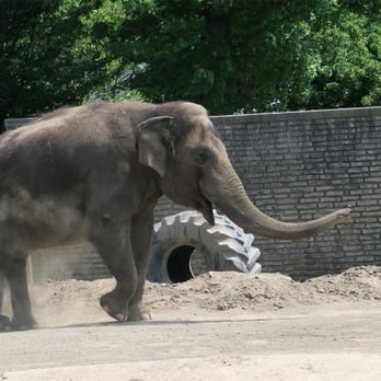The Buffalo Zoo - Asian Elephant - Zoos Near Me - Buffalo, New York The Buffalo Zoo - Asian Elephant - Zoos Near Me - Buffalo, New York