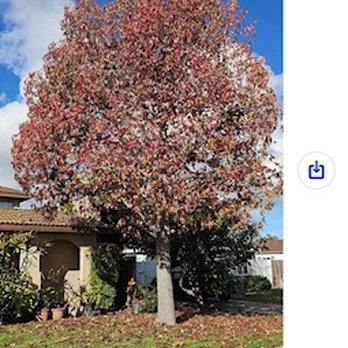 Octavio's Tree Service - Tree Services Near Me Octavio's Tree Service - Tree Services Near Me