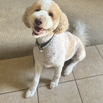 PCoCo Dog Grooming - Dog - Pet Groomers Near Me - Coppell, Texas PCoCo Dog Grooming - Dog - Pet Groomers Near Me - Coppell, Texas