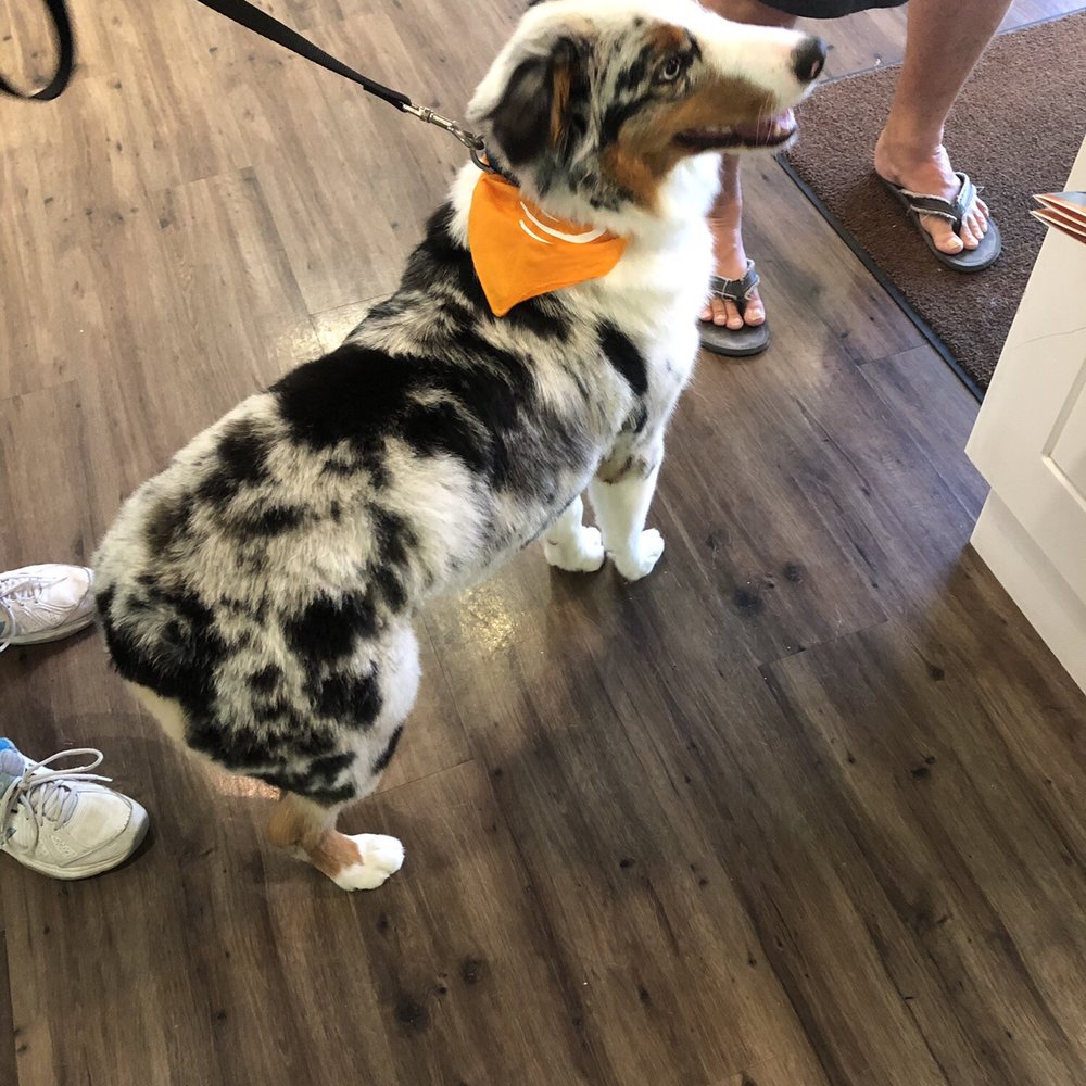 Wag Hotels - Carson - Pet Training Near Me - Carson, California Wag Hotels - Carson - Pet Training Near Me - Carson, California