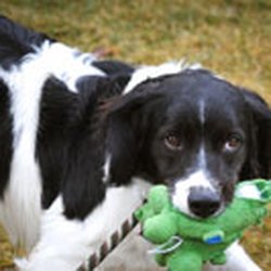 Humane Society of Central Oregon