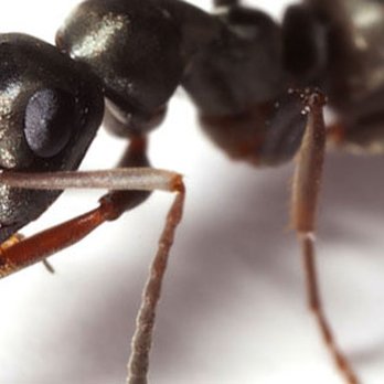 Pest 4 Less - Pest Control Near Me - Norman, Oklahoma Pest 4 Less - Pest Control Near Me - Norman, Oklahoma