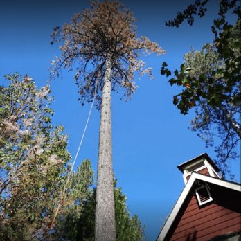 Savalin Tree Service - Tree Services Near Me Savalin Tree Service - Tree Services Near Me