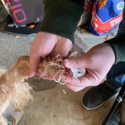 Dogs In Suds - Cut nails WAY too short bleeding bad, and didn't tell me
