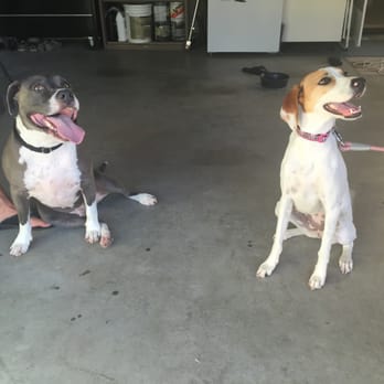 Lifetime Dog Training - Pet Training Near Me Lifetime Dog Training - Pet Training Near Me