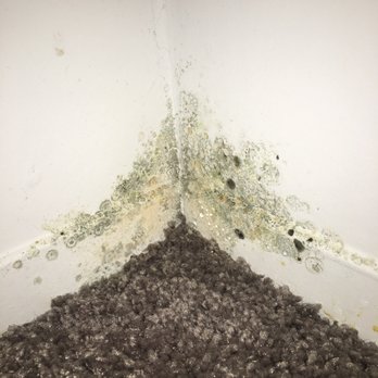 Acadia Heights - Mold in my closet - Apartments Near Me - Orono, Maine