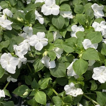 Bruce Miller Nursery - Nurseries & Gardening Near Me - Richardson, Texas