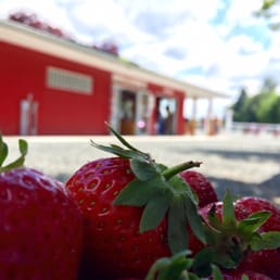 Fresh strawberries outside the Driediger Farms Market.