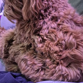 PetSmart - Before2 - Pet Training Near Me - Washington, DC, District of Columbia