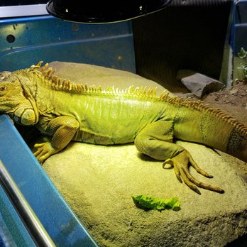 Austin Aquarium - Aquariums Near Me - Austin, Texas Austin Aquarium - Aquariums Near Me - Austin, Texas
