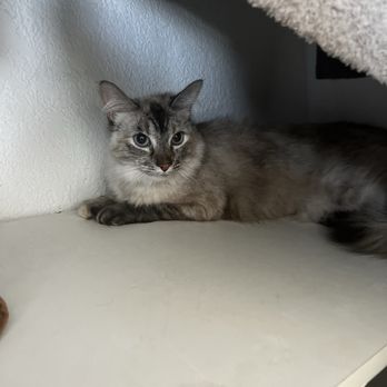 Downey Animal Care Center - Bella post adoption - Pet Adoption Near Me - Downey, California