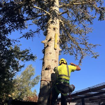 Modern Tree Solutions - Tree - Tree Services Near Me Modern Tree Solutions - Tree - Tree Services Near Me
