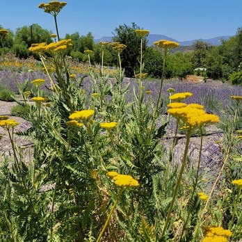Frog Creek Farm Ojai - The beauty of the farm. - Pick Your Own Farms Near Me - Ojai, California
