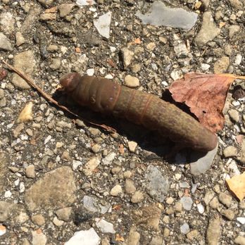 Piney Orchard Nature Preserve - Caterpillar - Parks Near Me - Odenton, Maryland Piney Orchard Nature Preserve - Caterpillar - Parks Near Me - Odenton, Maryland