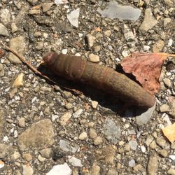 Piney Orchard Nature Preserve - Caterpillar