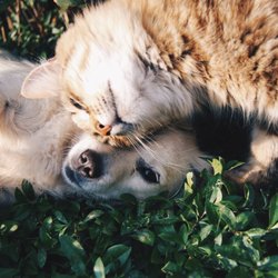 VCA Canada Tri Lake Animal Hospital & Referral Centre - Caring for life's greatest companions
