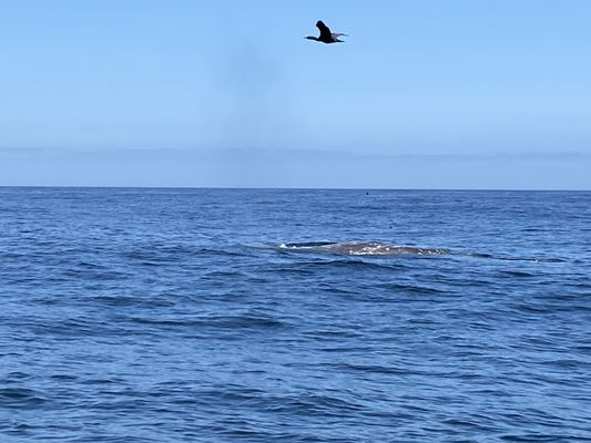 Whale's Tail Charters by null