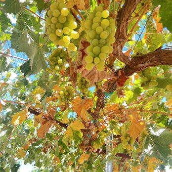 Khm Produce - Pick Your Own Farms Near Me - Aguanga, California