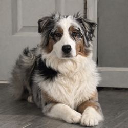 Consummate Canine Companions
