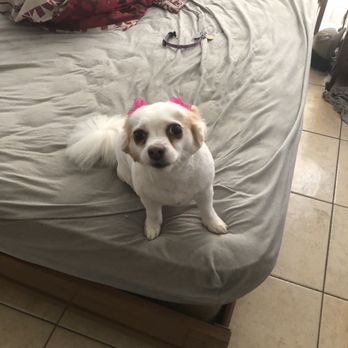 Gentle Groomer - Pet Groomers Near Me - Phoenix, Arizona