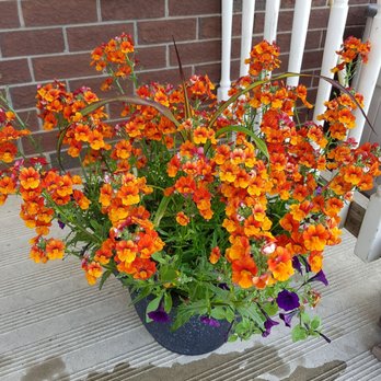 Old Strathcona Farmer's Market - My new flower from Riverbend Gardens. - Fruits & Veggies Near Me - Edmonton, Alberta
