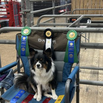 Dog Think - Pet Training Near Me - Jacksonville, Texas Dog Think - Pet Training Near Me - Jacksonville, Texas