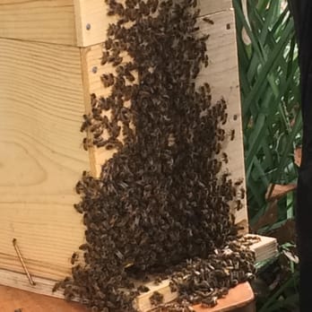 If Bees Could Talk - Here are some girls we wrangled out of a big beautiful oak tree in Safety Harbor Florida last season. - Pest Control Near Me If Bees Could Talk - Here are some girls we wrangled out of a big beautiful oak tree in Safety Harbor Florida last season. - Pest Control Near Me