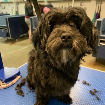 The Soggy Doggy - Pet Stores Near Me - Kent, Washington The Soggy Doggy - Pet Stores Near Me - Kent, Washington