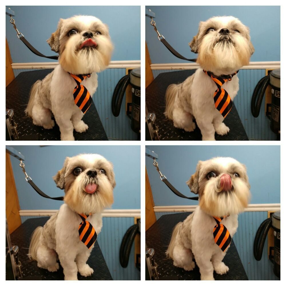 ELLIE’S GROOMING 79 Photos & 15 Reviews 85 Marshall Hill Rd, West