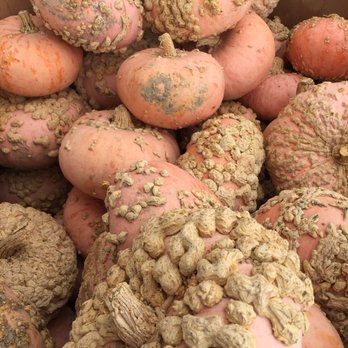 Beacon Farm Market - Specially pumpkins - Farmers Market Near Me - Canandaigua, New York