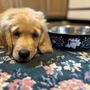 Photo of Leashes Of Valor