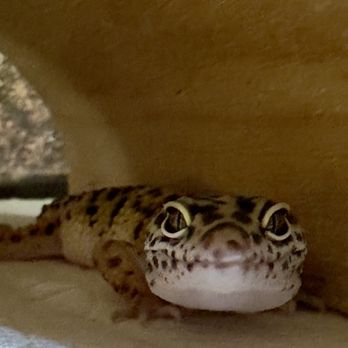 Exotic Pet Vets - Princess Leia Pardo - Veterinarians Near Me - Phoenix, Arizona Exotic Pet Vets - Princess Leia Pardo - Veterinarians Near Me - Phoenix, Arizona