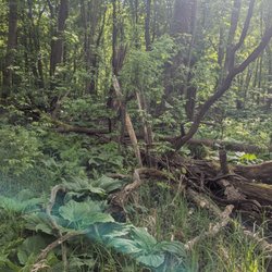 SGT Billy Wilson park