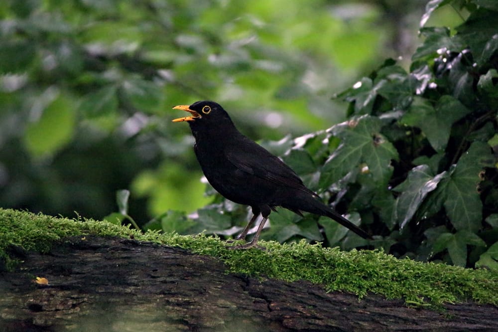 Forest Farm and Glamorgan Canal