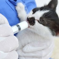 Healthy Pets of Wedgewood