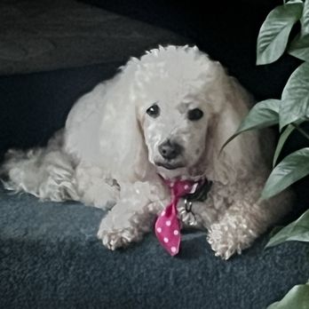 Bayside Veterinary Hospital - Champa just being cute with pink tie. - Veterinarians Near Me - San Diego, California Bayside Veterinary Hospital - Champa just being cute with pink tie. - Veterinarians Near Me - San Diego, California