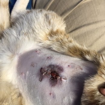 Companion Pet Clinic - The bruise when we got home. - Veterinarians Near Me - Gresham, Oregon Companion Pet Clinic - The bruise when we got home. - Veterinarians Near Me - Gresham, Oregon