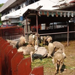 Bureau of Animal Industry - Look at all the poor sheep...