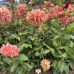 Old House Dahlias