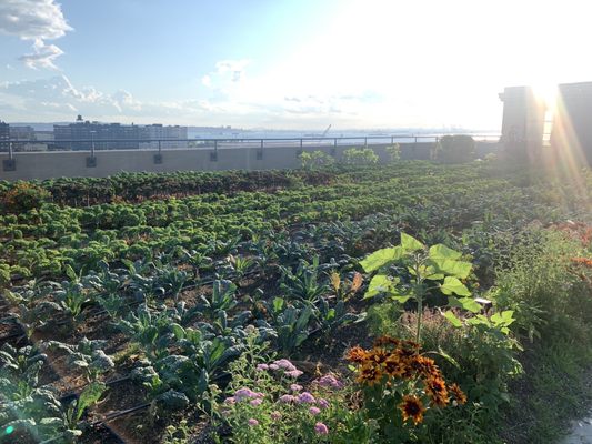 Brooklyn Grange @ Sunset Park by null