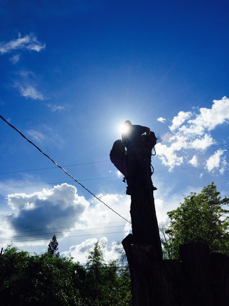 Strong Tree Services - tree service in Spokane, WA