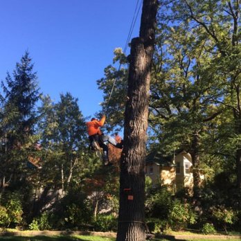 Felmar Tree Service - Tree Services Near Me Felmar Tree Service - Tree Services Near Me