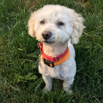 Pet Strands Grooming - Pet Groomers Near Me - Orange, California